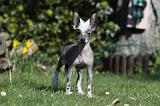 CHIEN NU CHINOIS 099